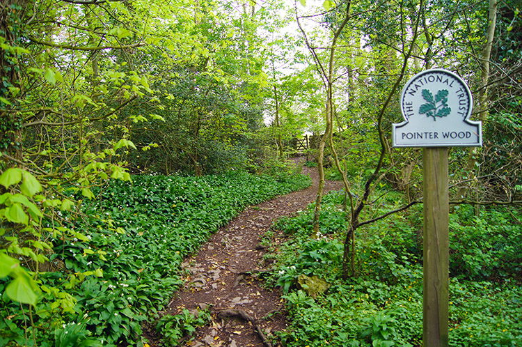 Pointer Wood, Silverdale