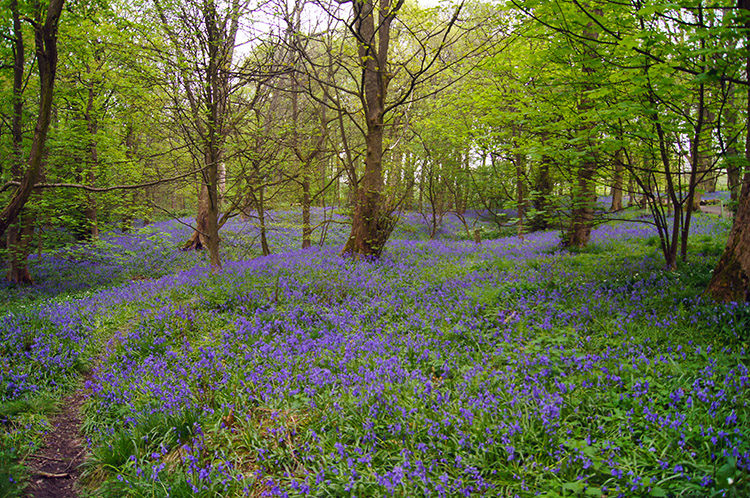 Bluebells in Spring Wood