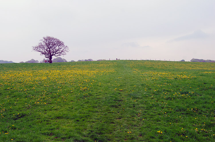 Flower meadow near Read Old Bridge