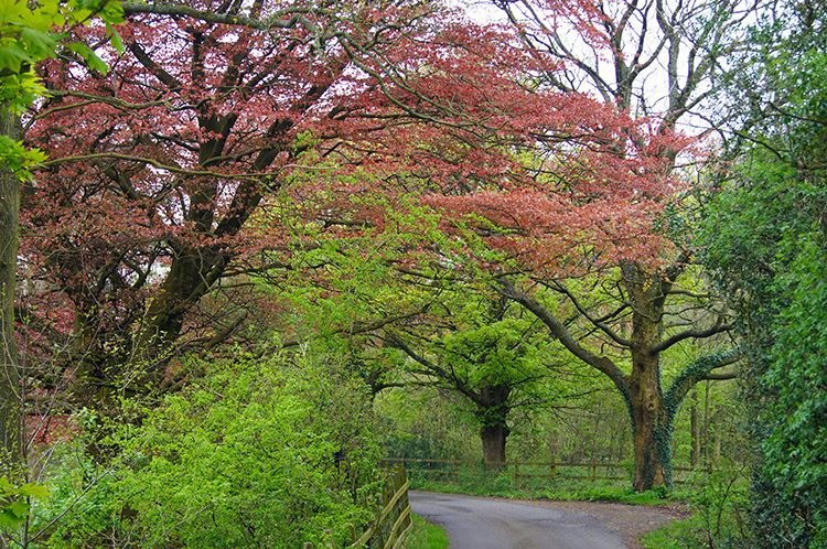 Spring colour near Worsaw End House