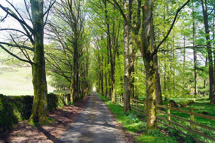 Tree lined avenue to Langden Water Works