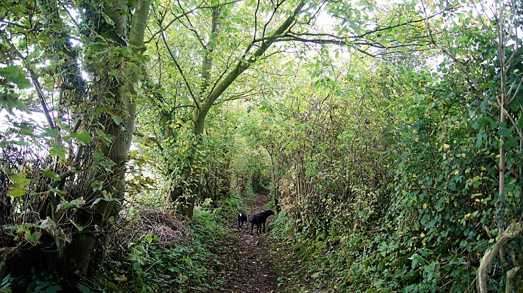 Woody trail to Sellet Mill