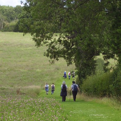 Group of ramblers on wide mown footpath