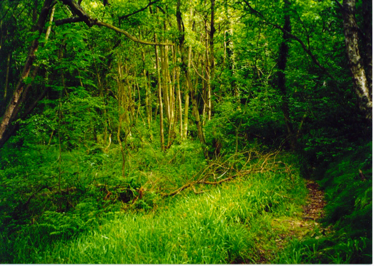 Woodland near Littlebeck