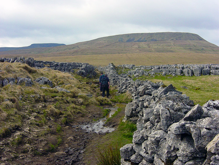 Ingleborough lies ahead beyond Simon Fell Breast