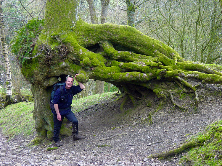 Steve is dwarfed by tree roots on the track to Dent