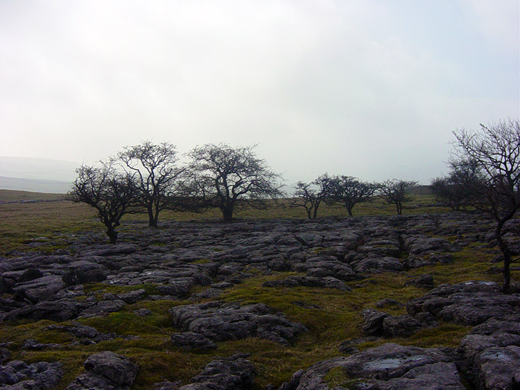 Limestone Pavement north of Grassington