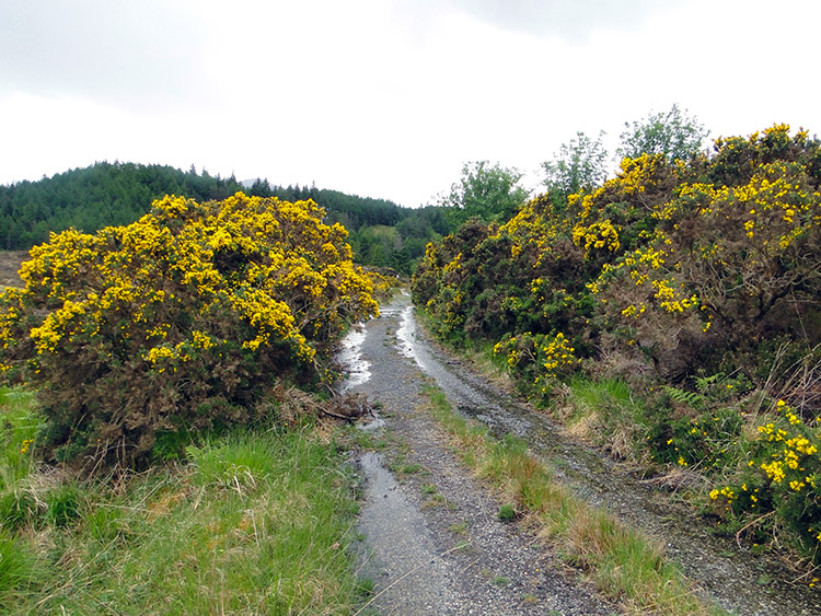 Flowering gorse near Duartmore Bridge