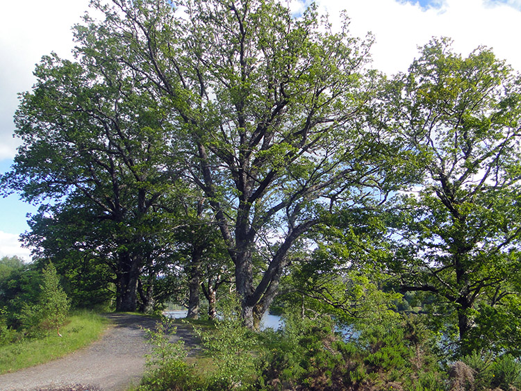 Scenery near Munerigie Wood