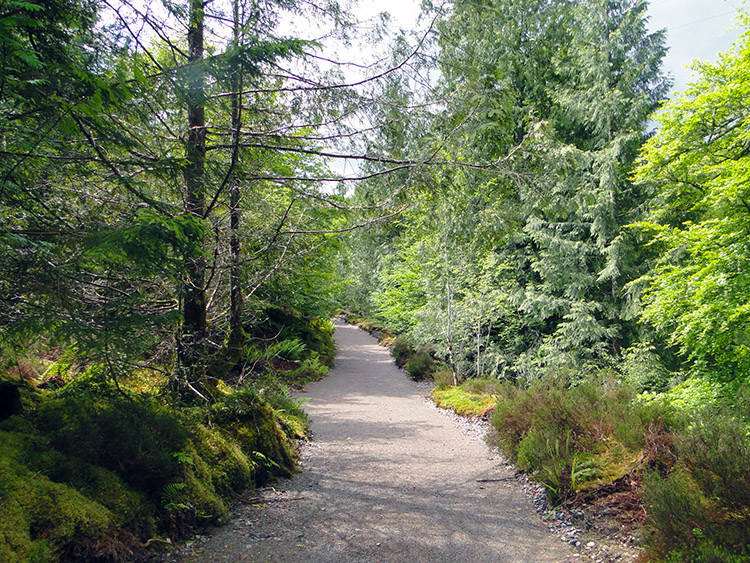 Lovely woodland walking