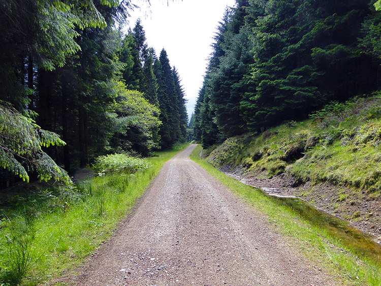 The long arduous plantation track