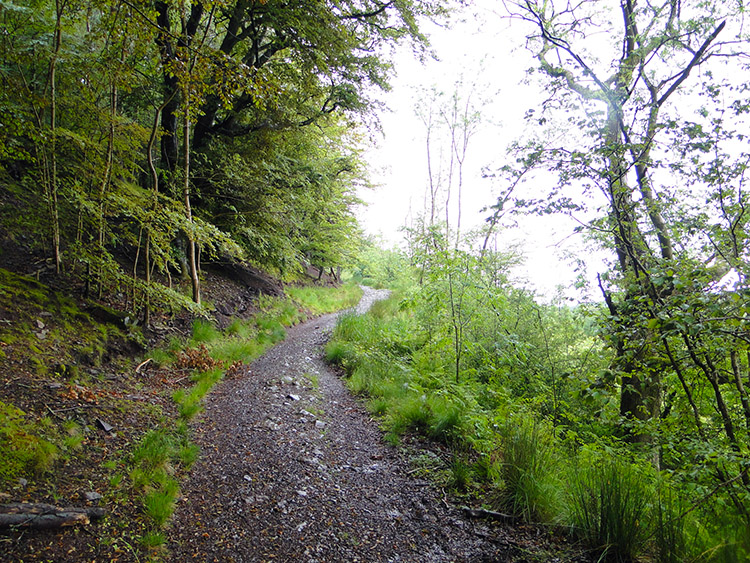 West Highland Way at Carbeth