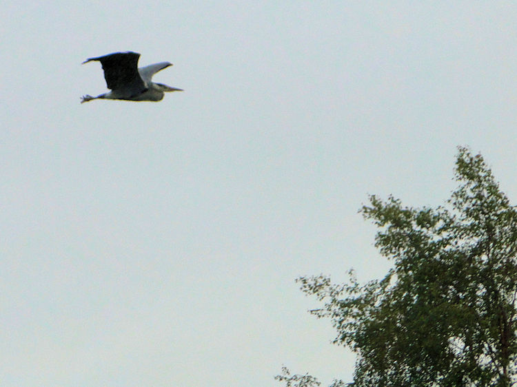 Heron flying over the Clyde near Cambuslang Bridge