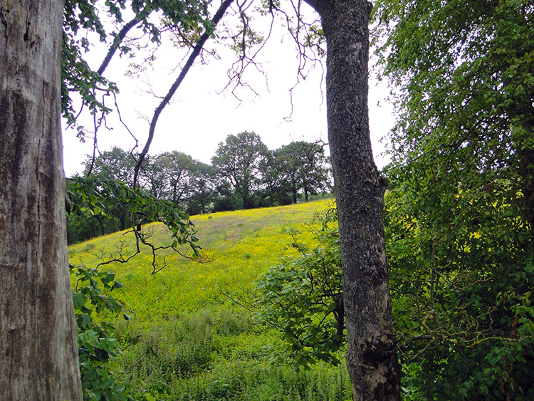 A spot of greenery between Hallside and Blantyre