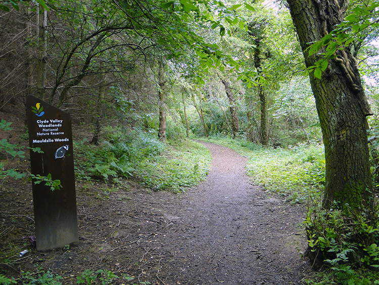 Mauldslie Woods