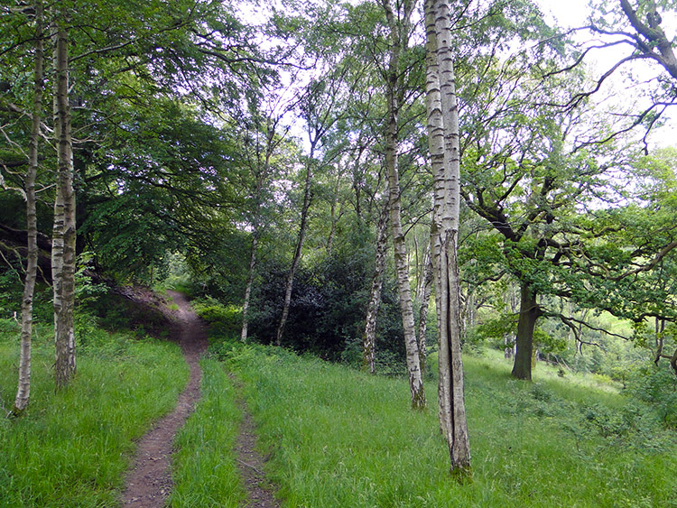 Woodland trail beside the Clyde