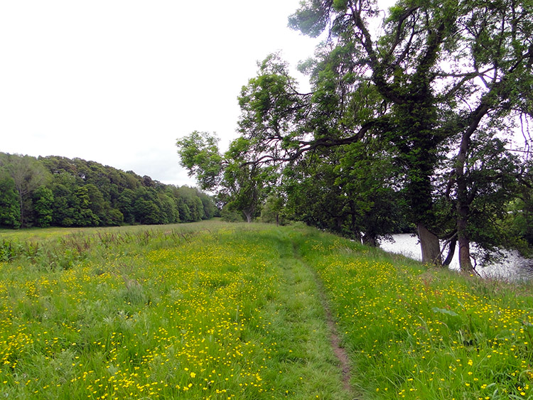 Buttercup meadow near Crossford