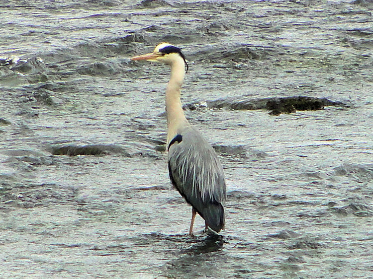 Heron at the Clyde at Crossford