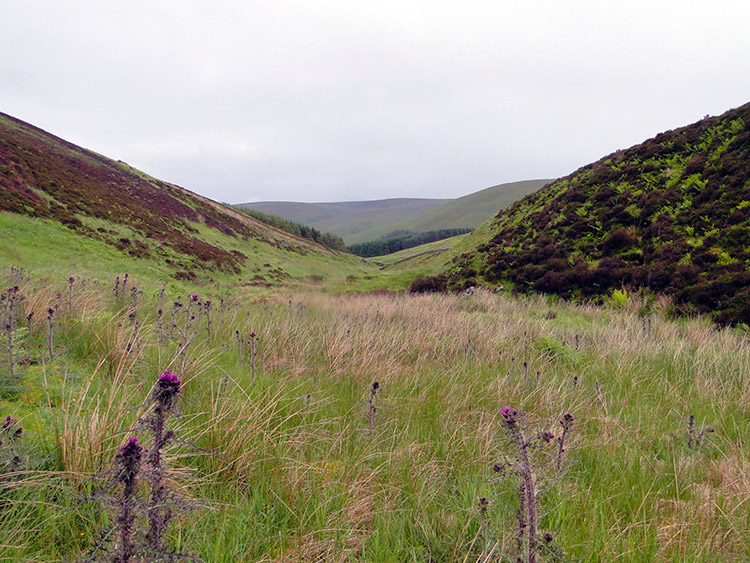 Near Cramalt Burn