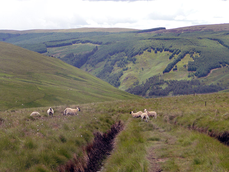 Descending to Scabcleuch Burn