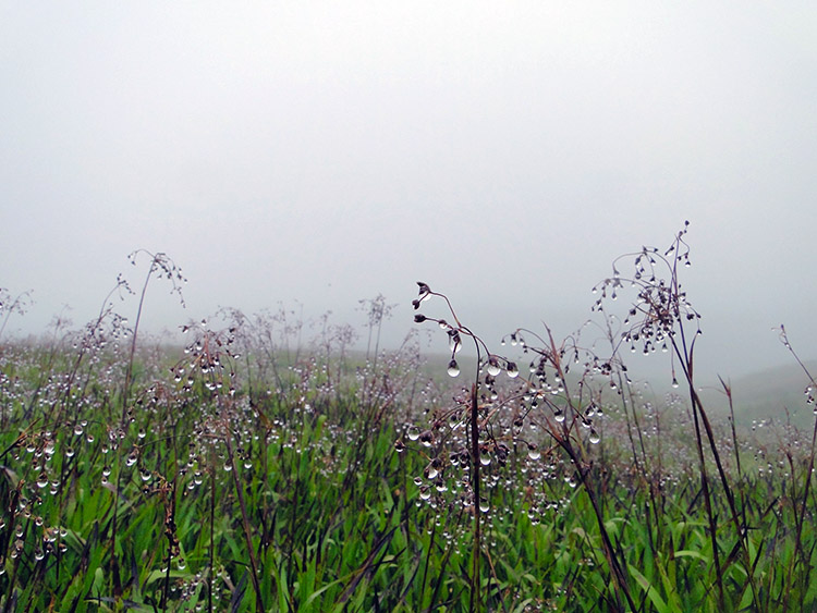 Water droplets on upland meadow grass