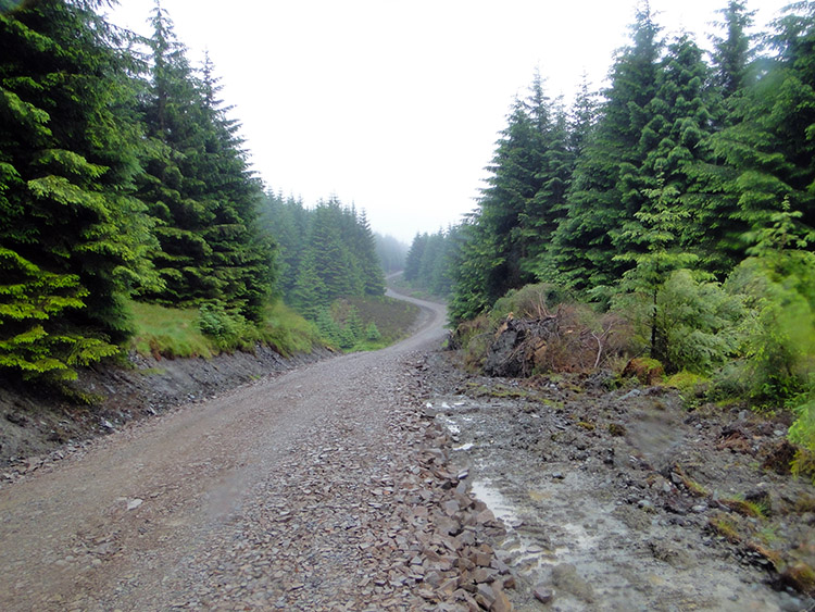 Eskdalemuir Forest