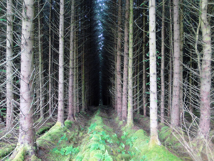 Uniform parallel rows