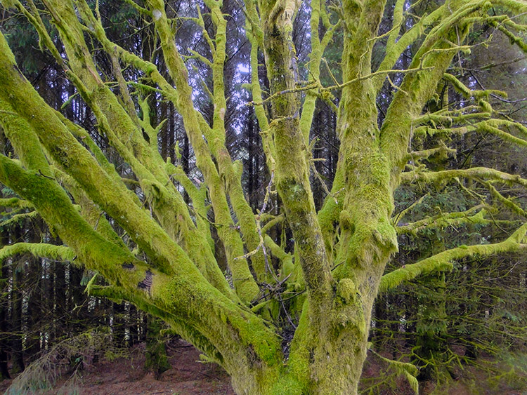 Mossy tree