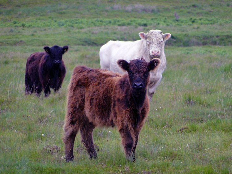 The Beasties of Irvine Moss