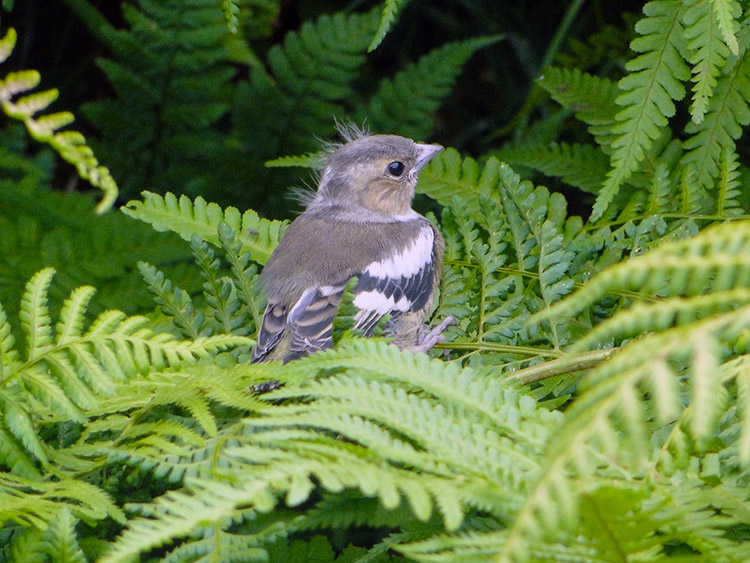 Fledgling