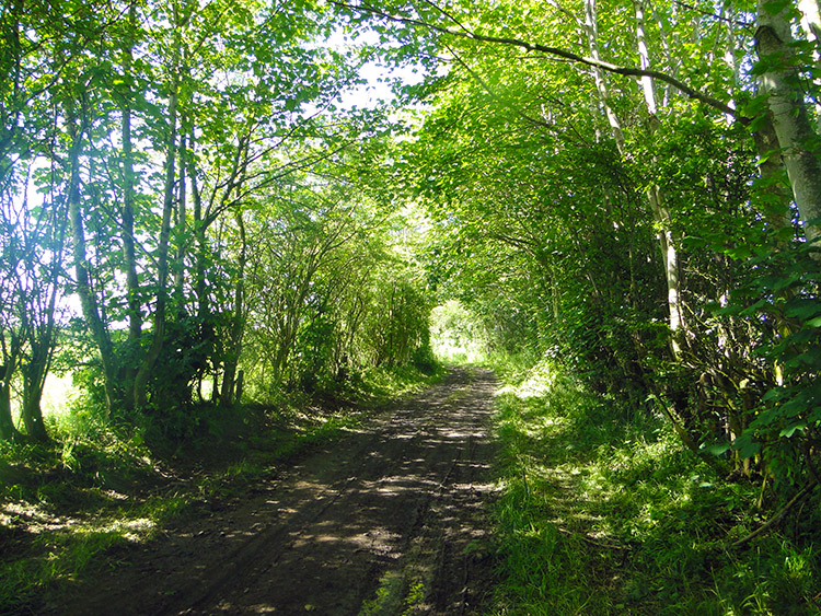 Leafy lane near Burnfoot