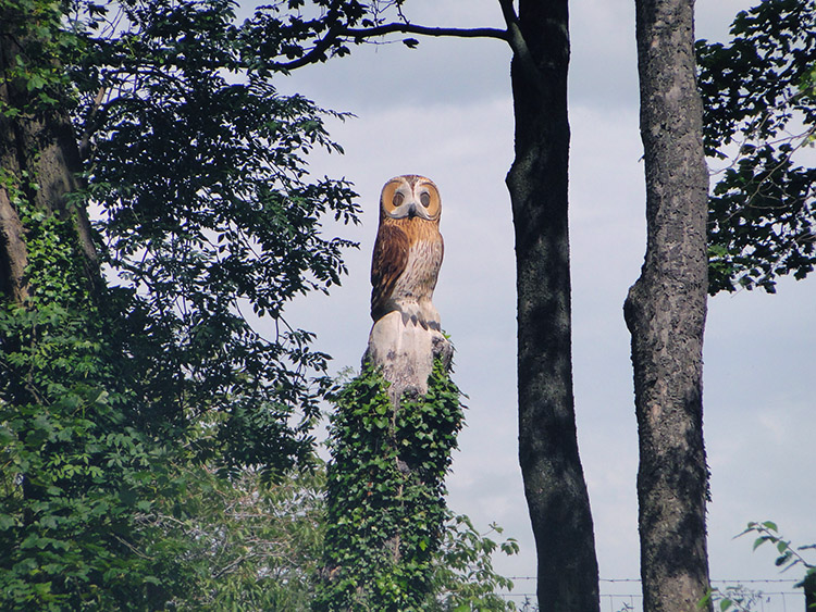 Wood carved Owl in Bitts Park