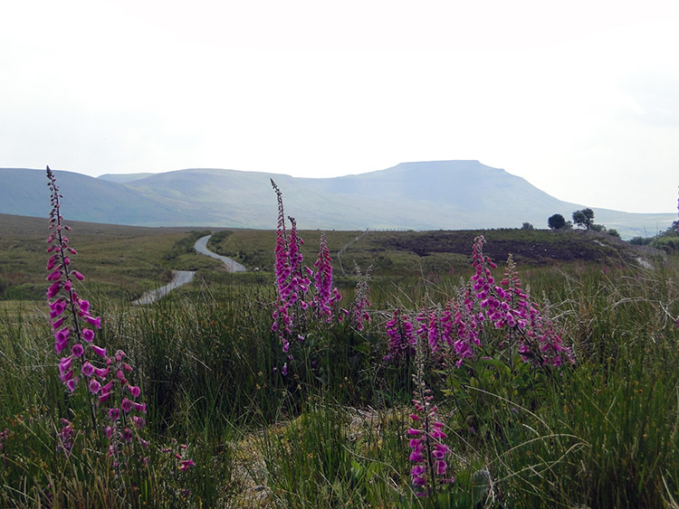 Gorgeous Ribblesdale