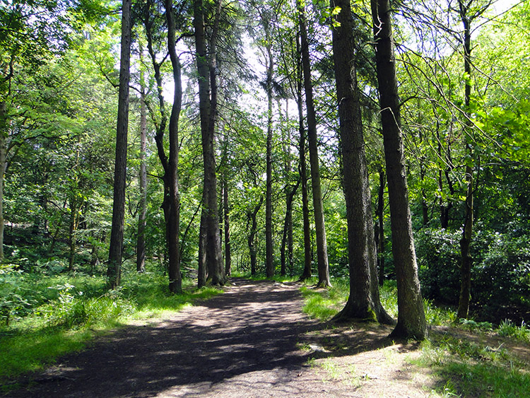 Hebden Dale Wood