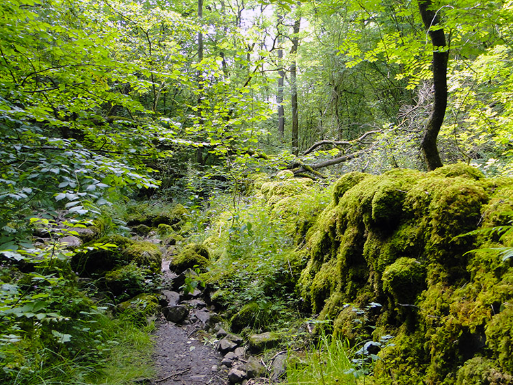 Moss covered wall in Monk's Dale