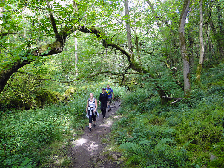 Retrogressive scrub of Monk's Dale