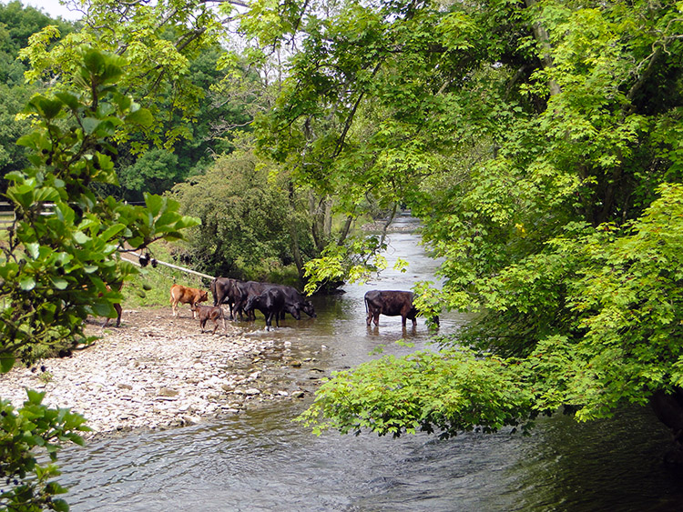 Near Coldwall Bridge