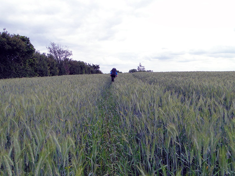 Path through the chaff