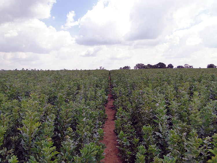 Broad Bean Avenue