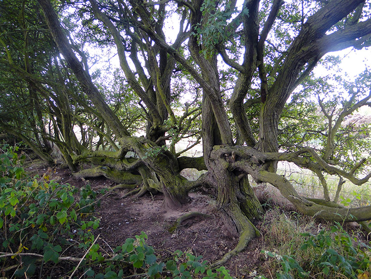 Contortion Hawthorn