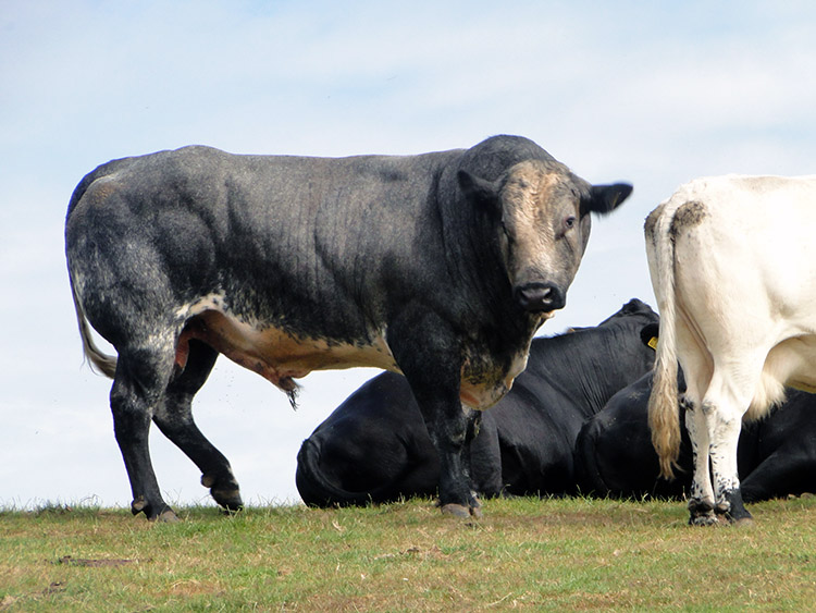 The Bull stares at us