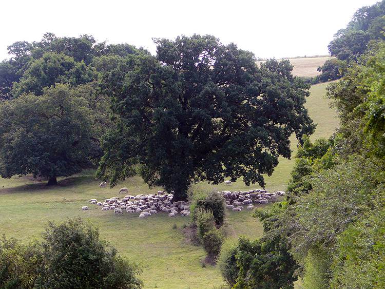 Sheep in the shade