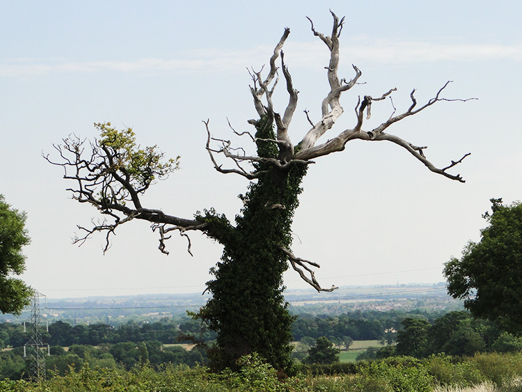 Strangled by Ivy