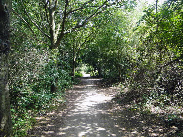 Leafy lane near Kingsbury