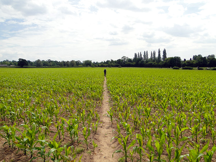 The field to Nether Whitacre