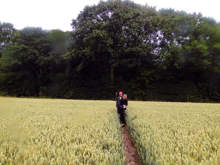 Path through the field