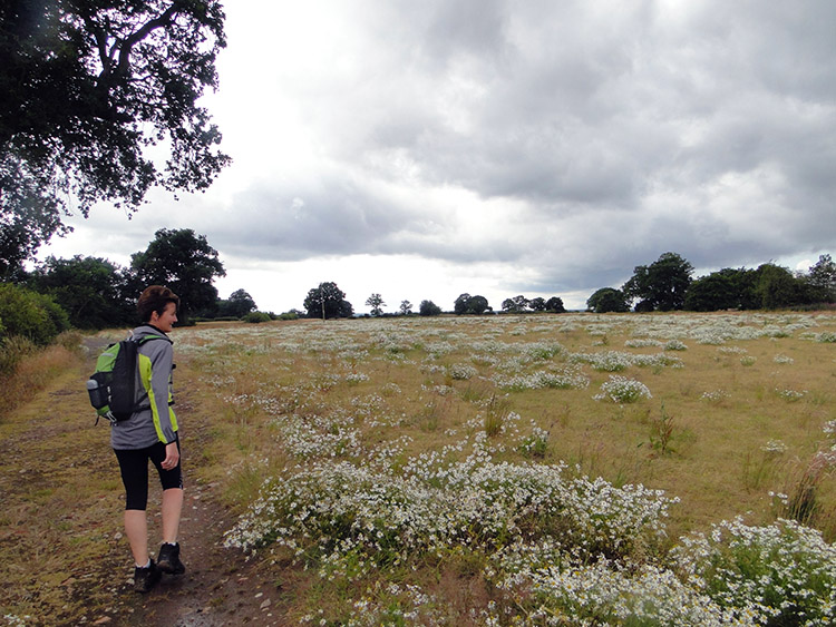 Daisy meadow