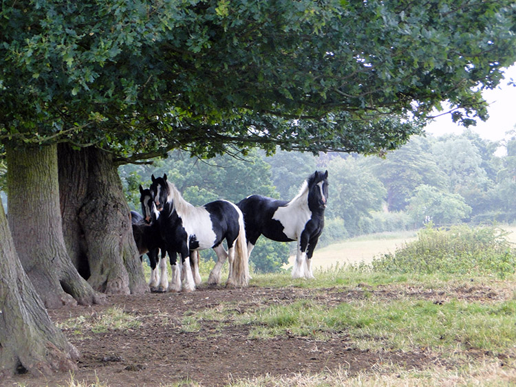 Shires shelter near Rowington