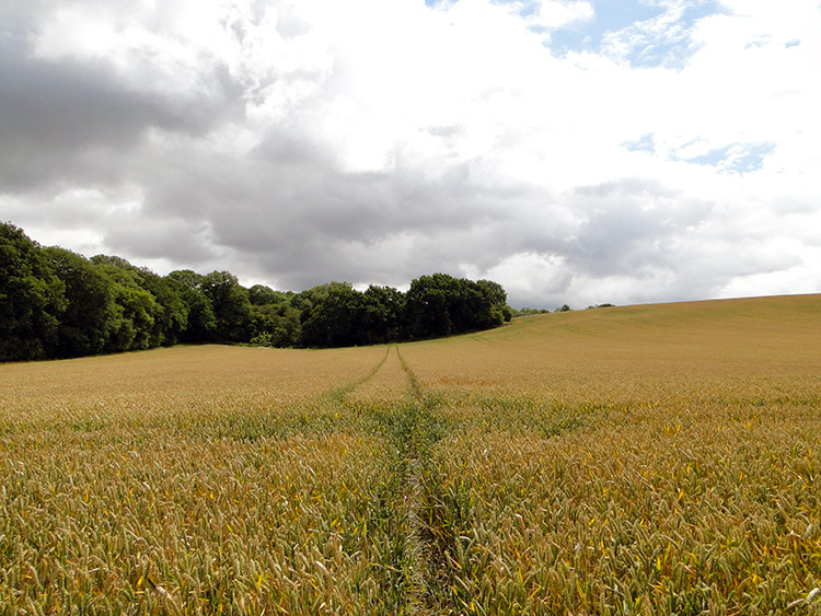 Monarch's Way long field crossing