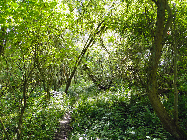 Woodland glade near Snitterfield